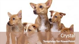  Presentation with mother doing yoga kids - Cool new PPT layouts with thorough - mother dog and her puppies backdrop and a coral colored foreground