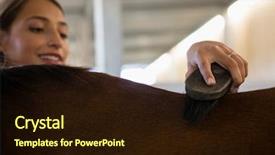  Presentation with horse - Theme with thorough - young woman brushing brown horse background and a  colored foreground