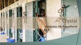  Presentation with kentucky - Presentation theme featuring thoroughbred-race-horse background and a coral colored foreground
