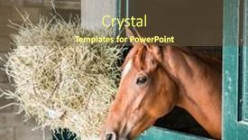  Presentation with kentucky - PPT layouts featuring thoroughbred-race-horse background and a tawny brown colored foreground