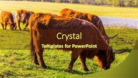  Presentation with pasture - Cool new PPT theme with thoroughbred-red-scottish-cows-graze backdrop and a tawny brown colored foreground