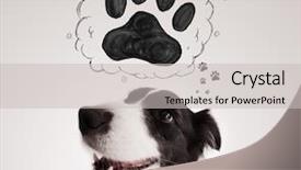  Presentation with paw - PPT theme with thought bubble above her head background and a  colored foreground