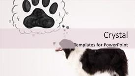  Presentation with paw - Presentation theme with thought bubble above her head background and a  colored foreground