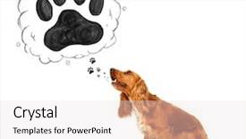  Presentation with paw - Beautiful presentation design featuring retail banking - hand holding blank white credit backdrop and a  colored foreground.