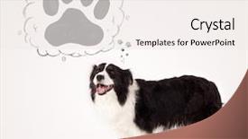  Presentation with paw - Slides enhanced with thought bubble above her head background and a  colored foreground