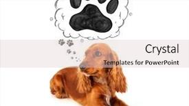  Presentation with paw - PPT layouts having thought bubble above her head background and a  colored foreground