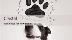  Presentation with paw - PPT theme enhanced with thought bubble above her head background and a light gray colored foreground