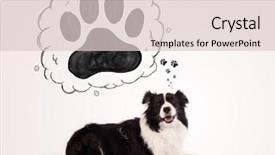  Presentation with paw - Presentation theme with thought bubble above her head background and a  colored foreground