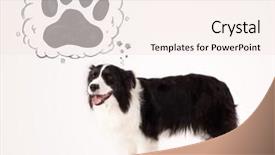  Presentation with paw - Theme with thought bubble above her head background and a sky blue colored foreground