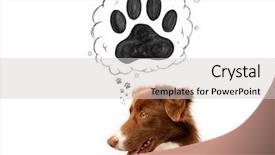 Presentation with paw - Cool new PPT theme with thought bubble above his head backdrop and a  colored foreground