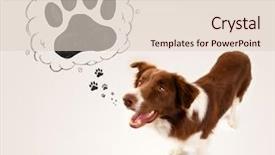  Presentation with border - Presentation design featuring thought bubble above his head background and a  colored foreground