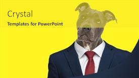  Presentation with navy blue - PPT theme consisting of thoughtful-amstaff-businessdog-looking-up background and a  colored foreground