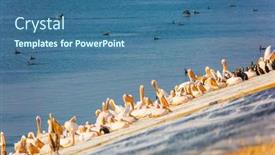  Presentation with israel - Cool new PPT theme with thousands-of-pelicans-stop backdrop and a ocean colored foreground