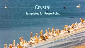  Presentation with israel - Colorful presentation design enhanced with thousands-of-pelicans-stop backdrop and a ocean colored foreground