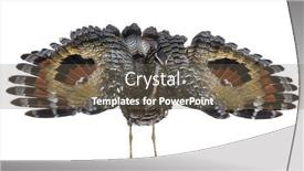  Presentation with few thread bobbin isolated - Slide set enhanced with threaten-sunbittern-eurypyga-helias-isolated background and a violet colored foreground