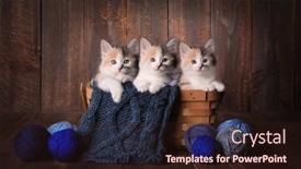  Presentation with yarn - Audience pleasing PPT layouts consisting of three-adorable-calico-kittens backdrop and a wine colored foreground