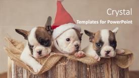  Presentation with vintage christmas - Presentation design consisting of three-adorable-french-bulldogs-puppies background and a coral colored foreground