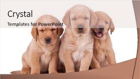  Presentation with three phase induction motor - Colorful theme enhanced with three adorable little labrador retriever backdrop and a lemonade colored foreground