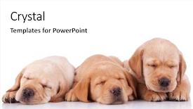  Presentation with three dimensinal geometry - Amazing theme having three adorable little labrador retriever backdrop and a white colored foreground
