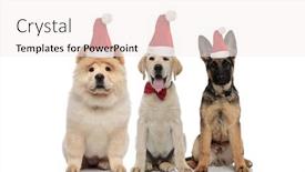 Presentation with santa - Presentation theme with three-adorable-puppies-wearing-santa background and a sky blue colored foreground