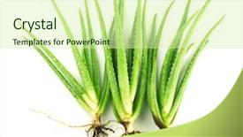  Presentation with aloe vera - Beautiful slide deck featuring three aloe vera plants backdrop and a soft green colored foreground