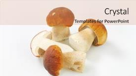  Presentation with fungi - Cool new PPT layouts with boletus mushrooms on white background backdrop and a coral colored foreground