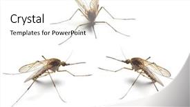  Presentation with mosquito - Presentation theme featuring three anopheles mosquitos - dangerous vehicle background and a white colored foreground