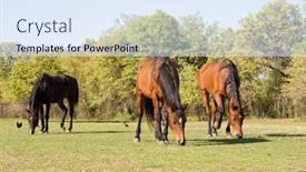 Presentation with horses - Presentation theme featuring three-arabian-horses-grazing background and a sky blue colored foreground