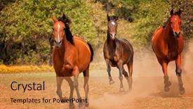  Presentation with pasture - Colorful theme enhanced with three arabian horses racing backdrop and a gold colored foreground