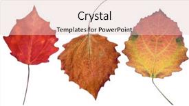  Presentation with fall leaves - Amazing presentation having three aspen fall leaves isolated on white background backdrop and a lemonade colored foreground