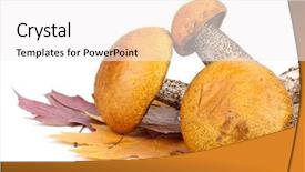  Presentation with maple leaves - Presentation theme having three aspen mushrooms and autumn maple's leaves on a white background background and a white colored foreground