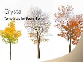 Powerpoint Maple Tree Background Three Autumn Maple Trees Isoalted PPT template 47 | CrystalGraphics