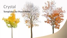  Presentation with maple - Presentation design featuring three-autumn-maple-trees-isoalted background and a white colored foreground