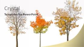  Presentation with maple - PPT theme having three-autumn-maple-trees-isoalted background and a white colored foreground