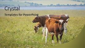  Presentation with grazing - Presentation theme with three ayrshire cows grazing in field at prince edward island canada background and a light blue colored foreground