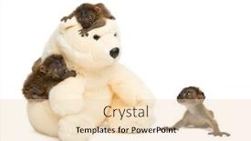  Presentation with black bear - Theme enhanced with three-baby-blue-eyed-black background and a lemonade colored foreground