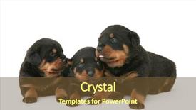  Presentation with acting - Amazing slide set having three baby rottweilers acting backdrop and a tawny brown colored foreground