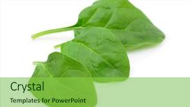  Presentation with spinach - Beautiful presentation featuring three baby spinach leaves in isolated white background backdrop and a seafoam green colored foreground