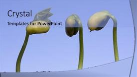  Presentation with blue sky - Beautiful slides featuring three bean seeds germinating shot backdrop and a light blue colored foreground