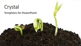  Presentation with cacao bean - Amazing presentation having three bean seeds germinating shot backdrop and a  colored foreground