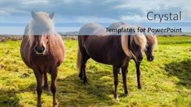  Presentation with horses - PPT layouts consisting of three-beautiful-and-kind-horses background and a light blue colored foreground