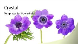  Presentation with purple flowers - Colorful theme enhanced with three beautiful purple anemone flowers backdrop and a  colored foreground