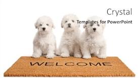  Presentation with three - Theme consisting of three-birchin-frise-puppies-standing background and a  colored foreground