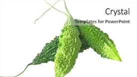  Presentation with bitter - Colorful PPT theme enhanced with three bitter melons isolated backdrop and a white colored foreground