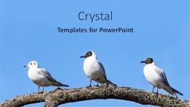  Presentation with juvenile - Amazing presentation theme having three-black-headed-gulls-two backdrop and a light blue colored foreground