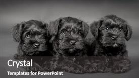  Presentation with puppy - Cool new slides with outdoor portrait of beautiful girl having coffee on the street backdrop and a gray colored foreground