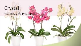  Presentation with orchids - Presentation theme consisting of three blooming orchids in pots background and a coral colored foreground