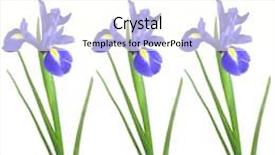  Presentation with iris - PPT theme with three blue iris flowers over white background background and a cream colored foreground
