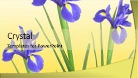  Presentation with iris - Cool new slides with three blue iris isolated against a golden yellow background backdrop and a blonde colored foreground
