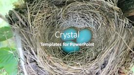  Presentation with robin bird - Slides featuring three-blue-robin-bird-eggs background and a gray colored foreground